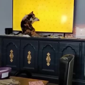 Funny cat videos that will make you laugh | #pets #cat #catshorts #funnycatvideos #funny