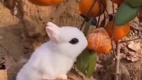 #Funny animal videos