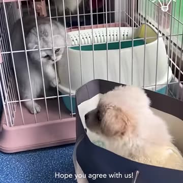 Raise your hand if you also want a puppy 🖐️🐶🥺