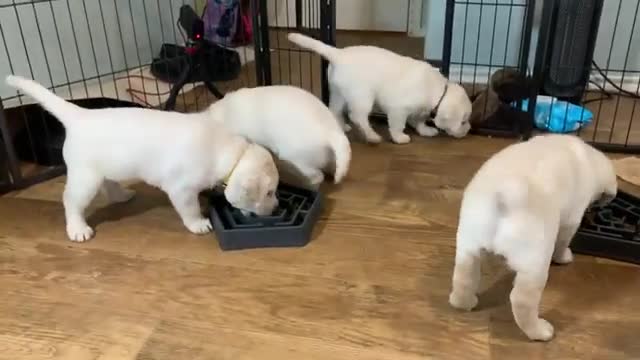 Lab Puppies HATE Eating from A Maze!