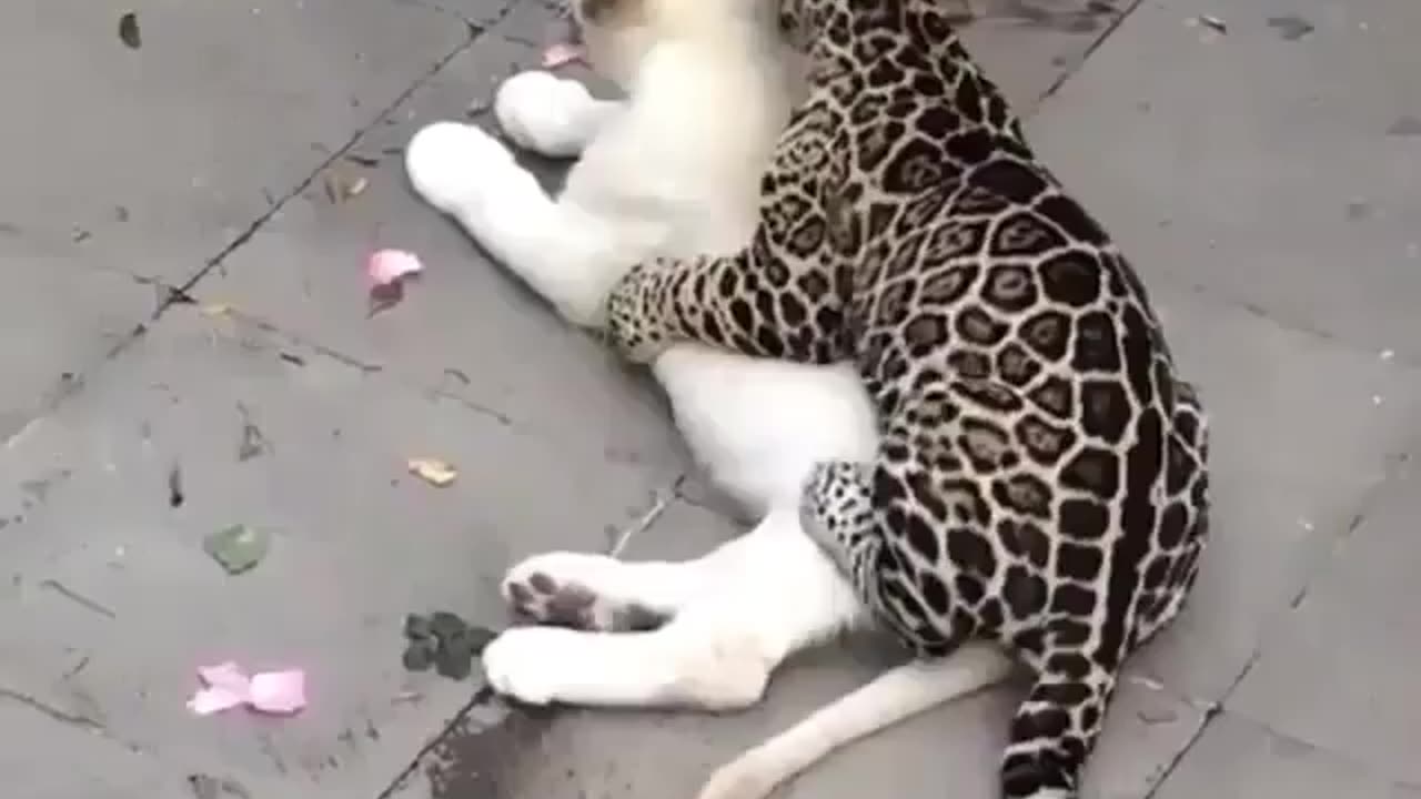 Cute kitty friends playing with each other