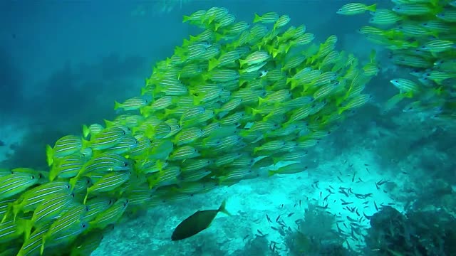 School Of Fish Underwater