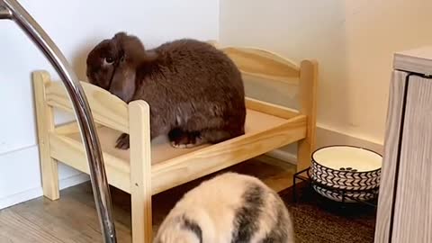 Follow for more bunny content 🐰 #bunnycare