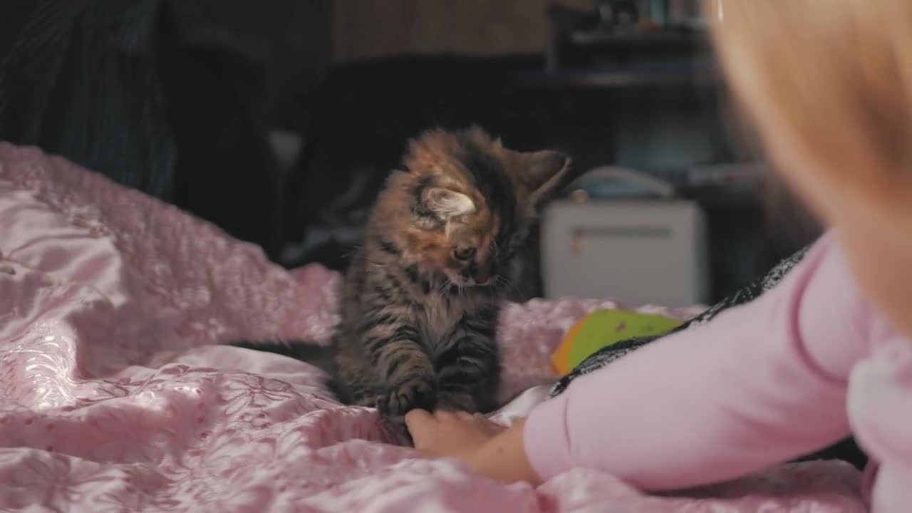 Little cute girl playing with kitten on bed at home