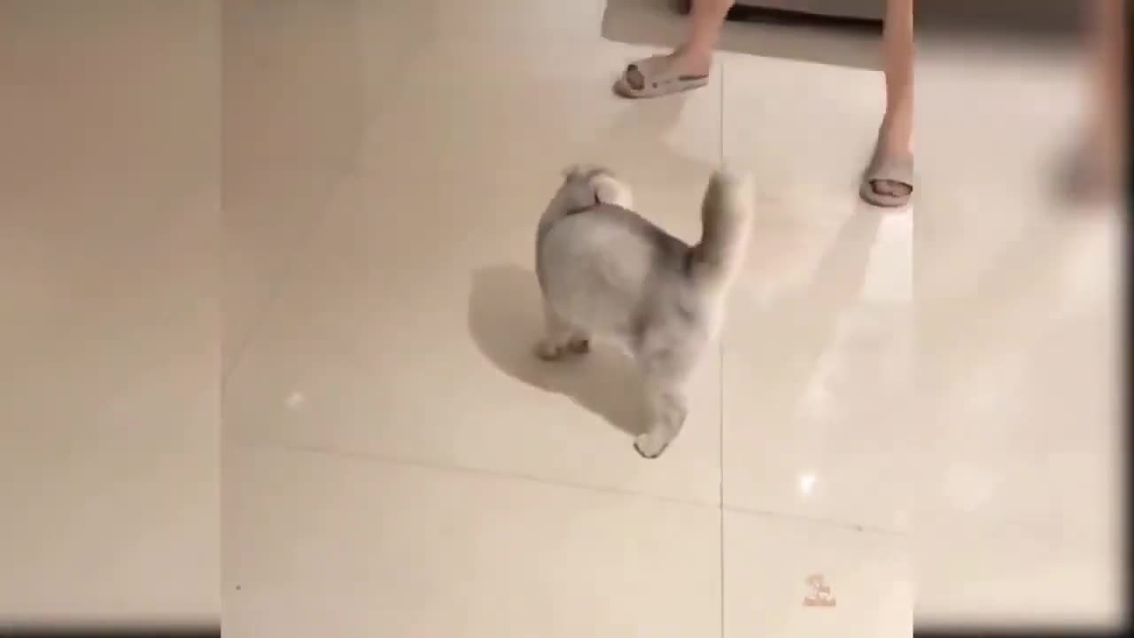 The Best Funny Cat Videos Of The 2023 - Funny Cats Compilation #53