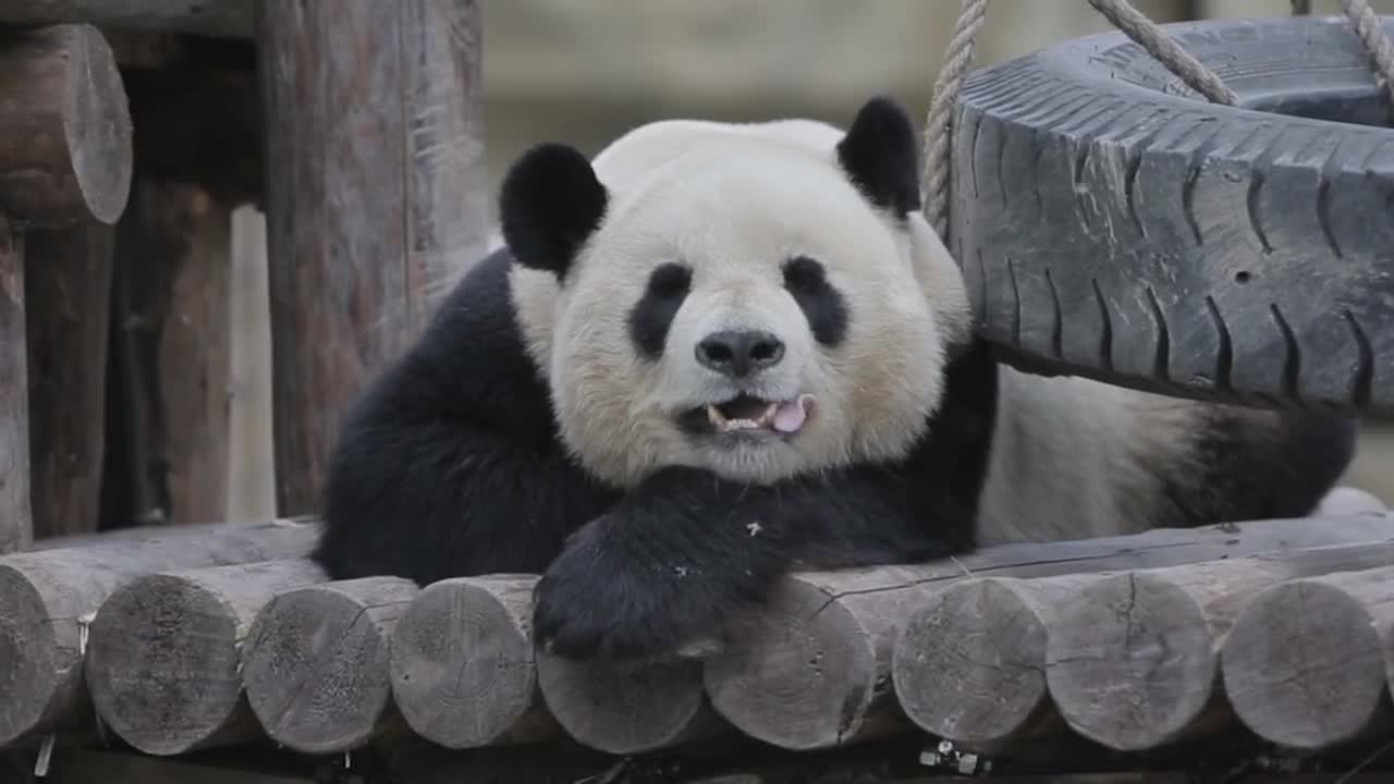 The panda report