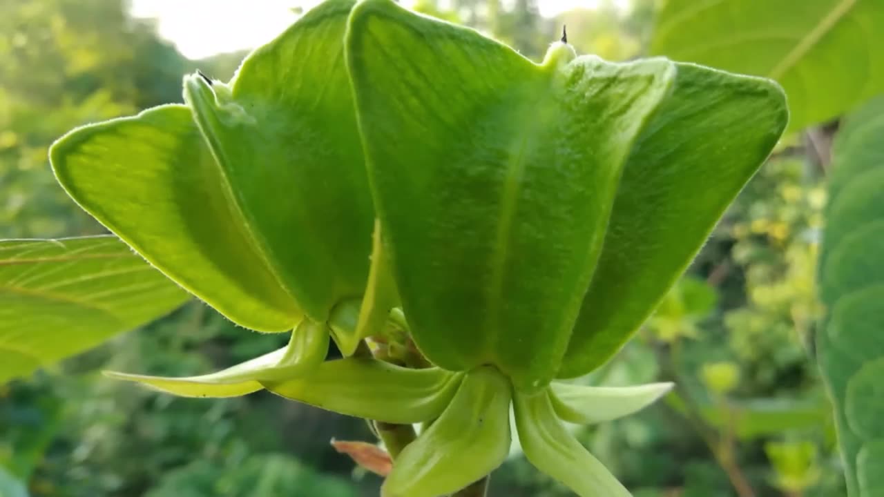 Abroma Augusta, Devil's Cotton, Small Tree Great For Containers