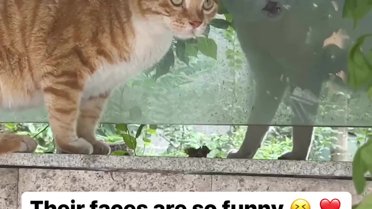 Cute cat