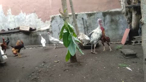 Turkey attack aseel rooster/part 1