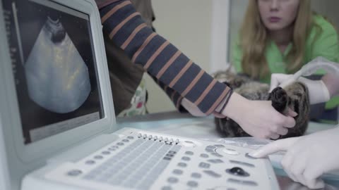 Tiger striped fluffy cat in veterinary clinic, people hold a pet and veterinarian specialist