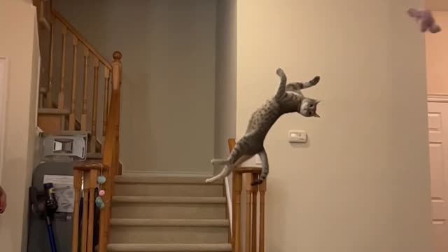 Slow Motion Cat Misses by Millimeters