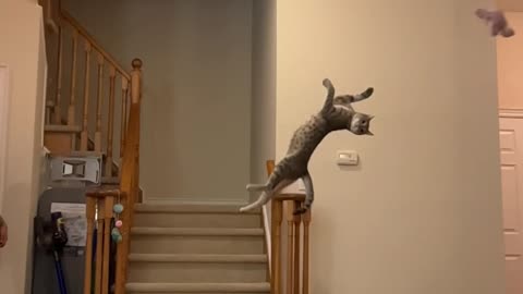 Slow Motion Cat Misses by Millimeters