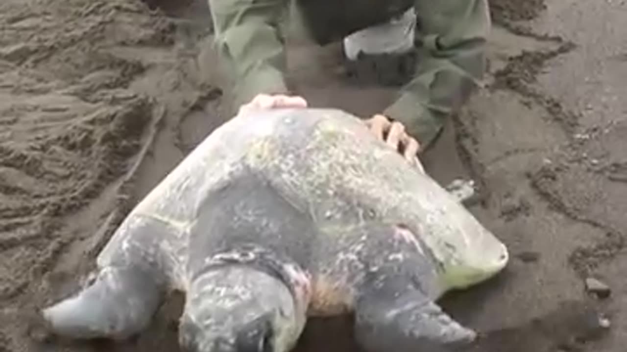 Helping An Injured Turtle Return To The Water