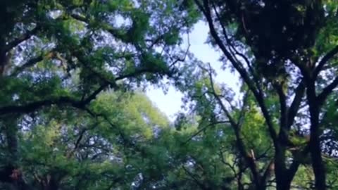 Forget the hustle and bustle of the city, listen to the sound of nature