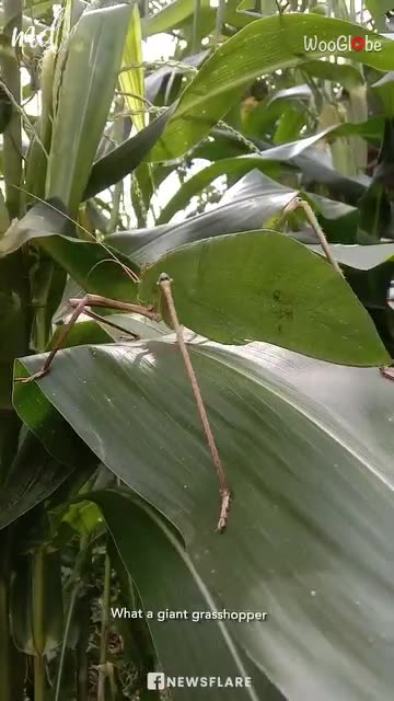 This giant, noisy bug looks just like a leaf!