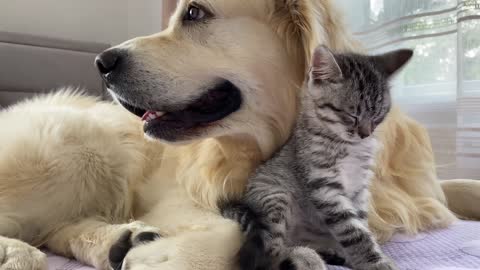 Golden Retriever and Baby Kitten Become Friends