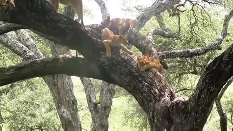 Group of lions hanging on a tree