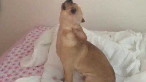 Howling chihuahua