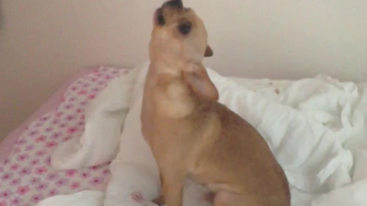 Howling chihuahua