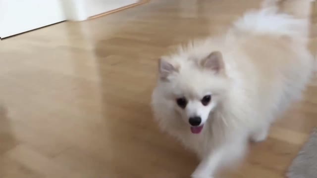 Cute Playing - Mr Spock the sweet POMERANIAN