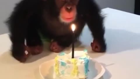 happy monke