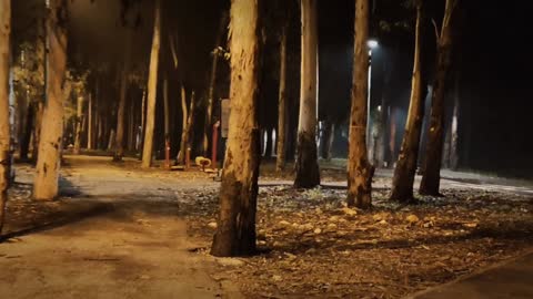 Walking in the woods
