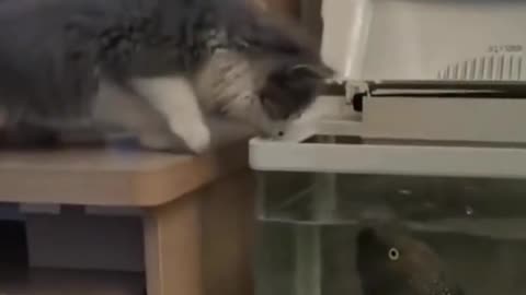 cat funny video 2022 animals video