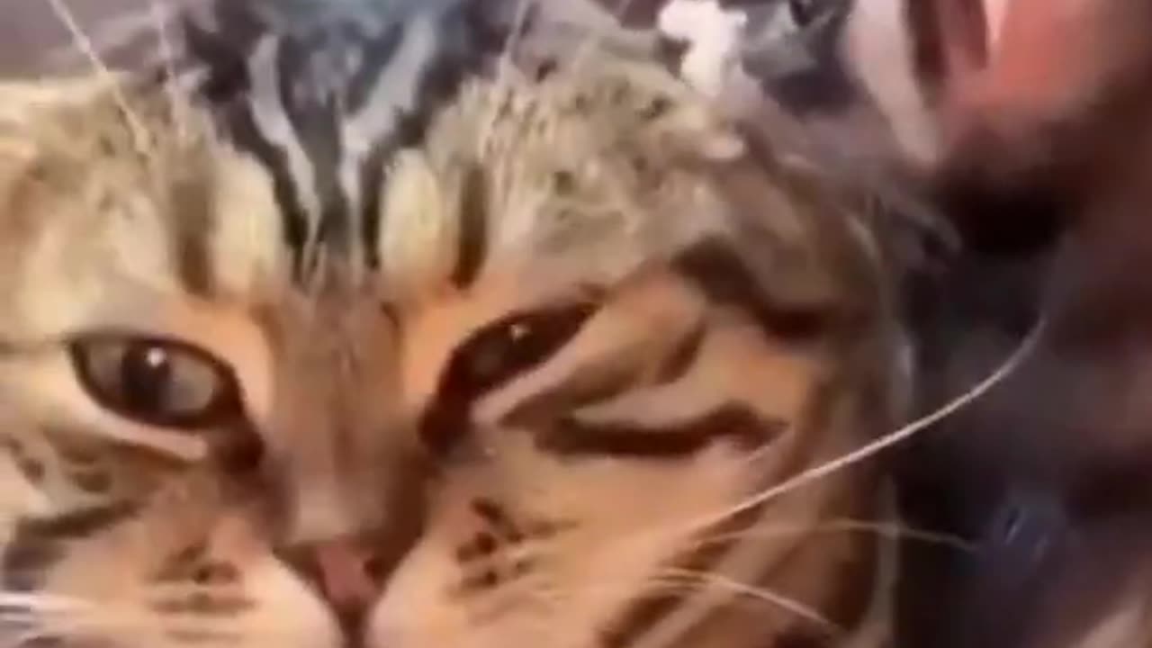 Cute Crazy Cats Funny Viral Clips😹