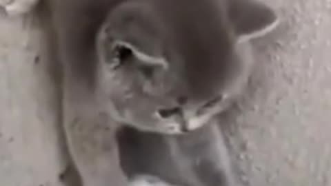 Cute cat videos| funny cat| cute kitty|