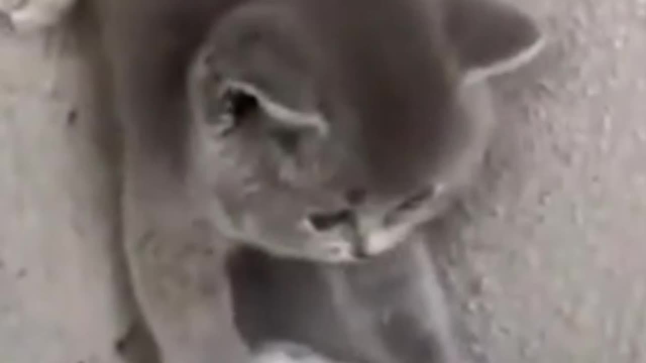 Cute cat videos| funny cat| cute kitty|