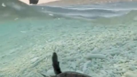 I want to be a carefree little turtle 🥰