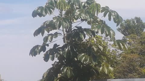 Boeing 737 MAX 8 PR-XMO vindo de Brasília para Manaus