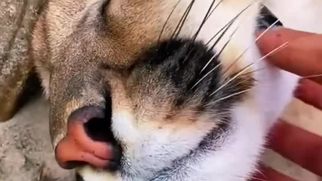 Big Cat Chin Scratches & Boops! AMAZINGBig Cat Chin Scratches & Boops! AMAZING