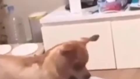 😂 Funniest Cats and Dogs Videos 😺🐶 || 🥰😹 Hilarious Animal Compilation №151