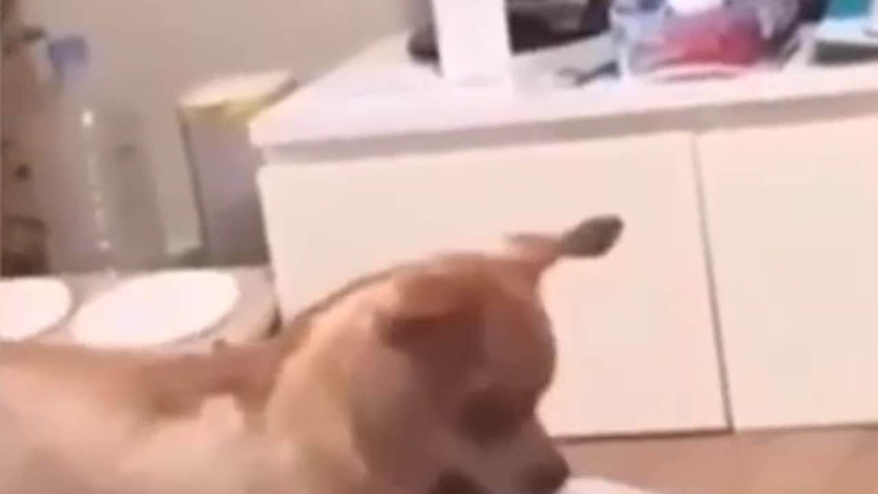😂 Funniest Cats and Dogs Videos 😺🐶 || 🥰😹 Hilarious Animal Compilation №151