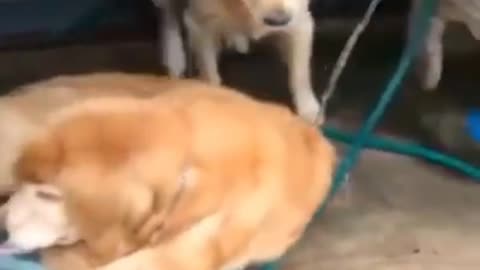 Cute puppy swim in pool💦