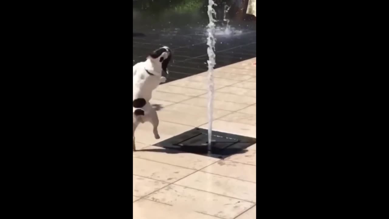 New Funny Animals, Funniest Cats and Dogs Videos 25