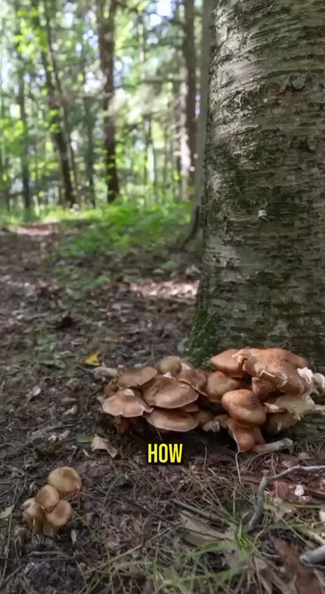 🍄Ancient Mushrooms🍄