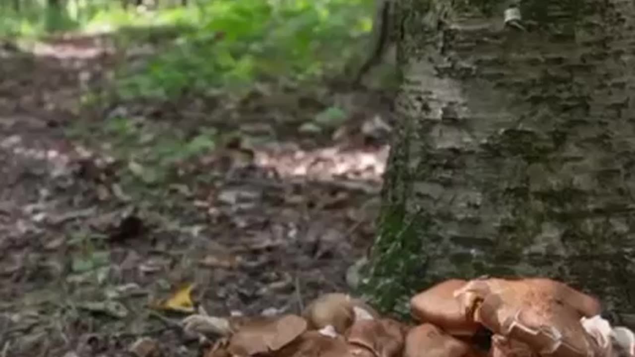 🍄Ancient Mushrooms🍄