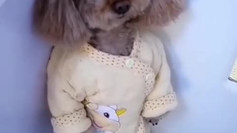 Cute puppy 🐕🥰