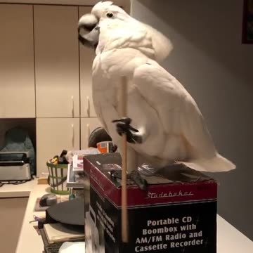 Parrot using a chopstick