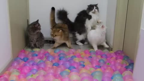 Cats vs Water Balloons ..