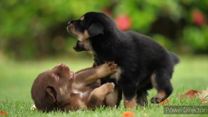 🐕 funny dogs video