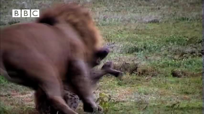 Hyena Attacks Lion & Pays the Price!