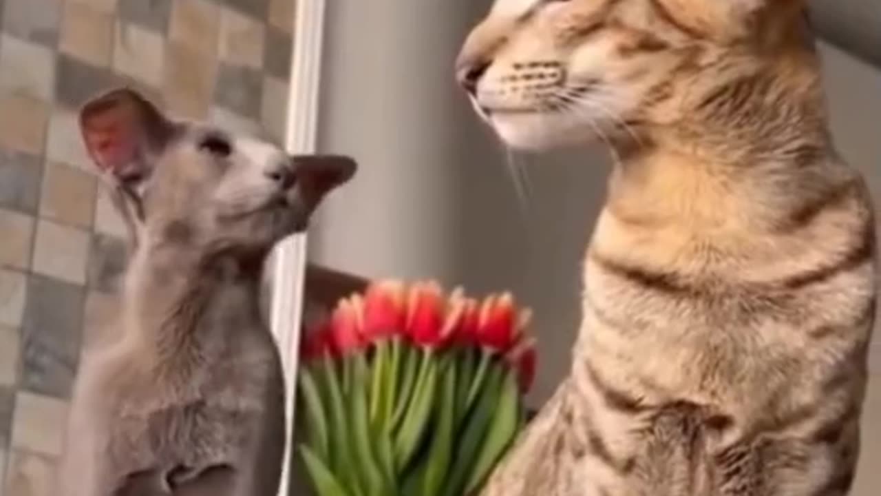 Funny pets πΎπΆare not in good mood π π