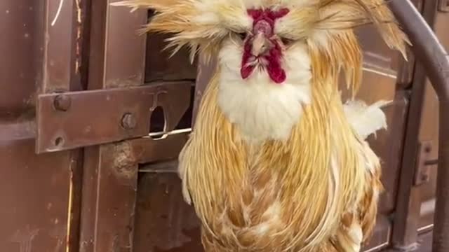 Look at the wonderful animals