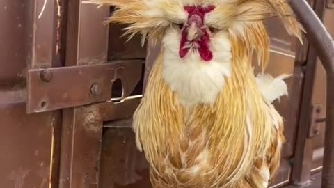 Look at the wonderful animals