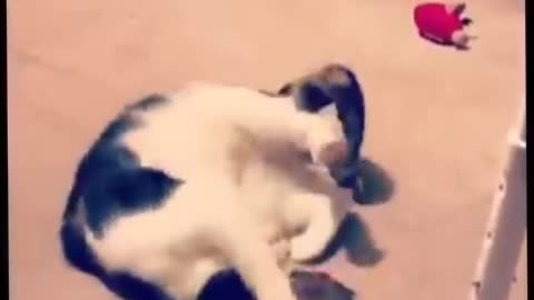 Best Funny Animal Videos