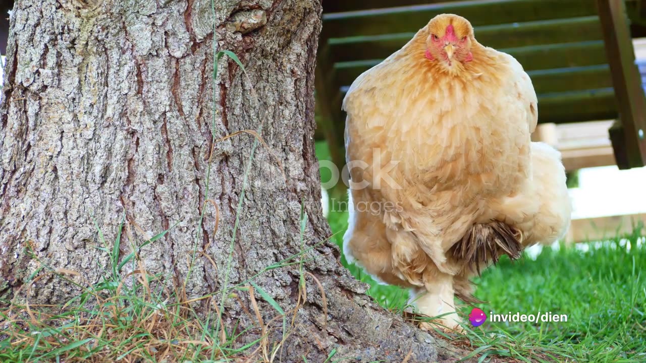 The World of Ornamental Chickens_ A Visual Journey