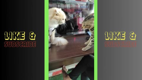 funny video